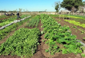 RELUCE FLORECIDA LA HUERTA DEMOSTRATIVA MUNICIPAL